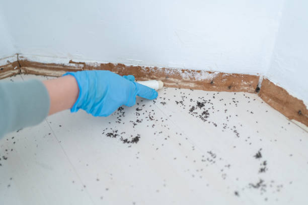 Best Pest Prevention Services  in Palmetto, FL